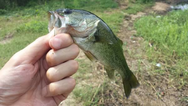 琵琶湖 葉山川 おかっぱり 釣果