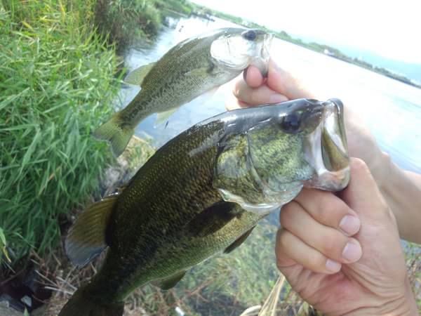 琵琶湖 葉山川 おかっぱり 釣果