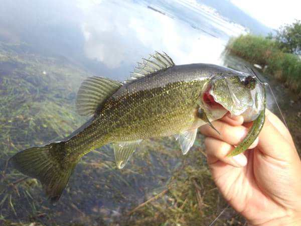 琵琶湖 葉山川 おかっぱり 釣果