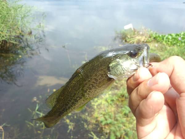 琵琶湖 葉山川 おかっぱり 釣果