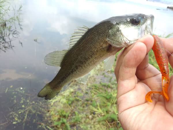 琵琶湖 葉山川 おかっぱり 釣果