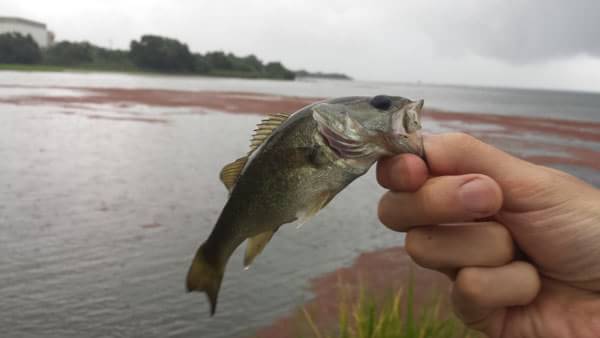 琵琶湖 カネカ裏 おかっぱり 釣果