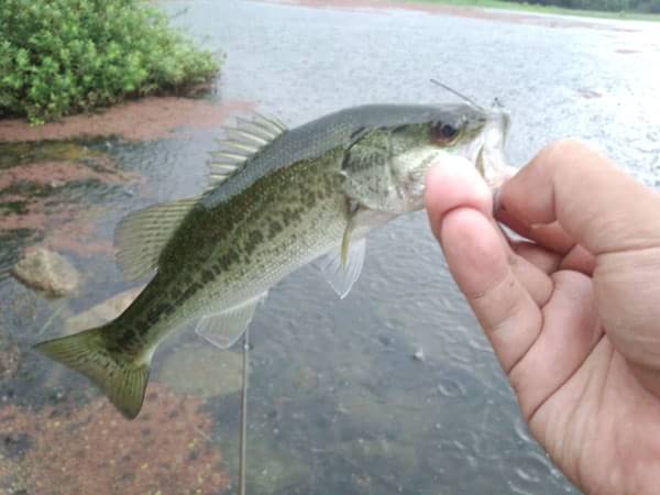 琵琶湖 カネカ裏 おかっぱり 釣果