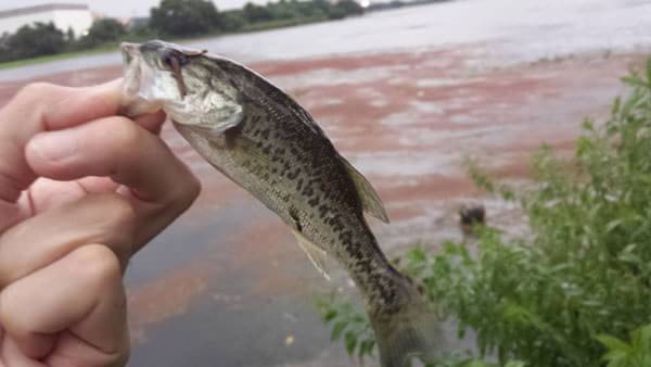 琵琶湖 カネカ裏 おかっぱり 釣果