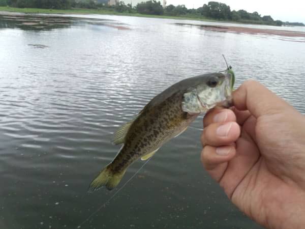 琵琶湖 カネカ裏 おかっぱり 釣果