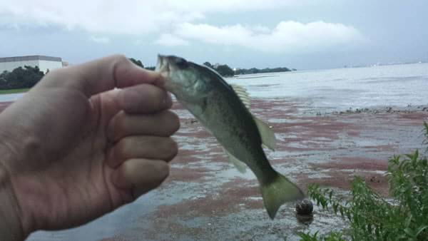 琵琶湖 カネカ裏 おかっぱり 釣果