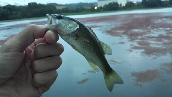 琵琶湖 カネカ裏 おかっぱり 釣果