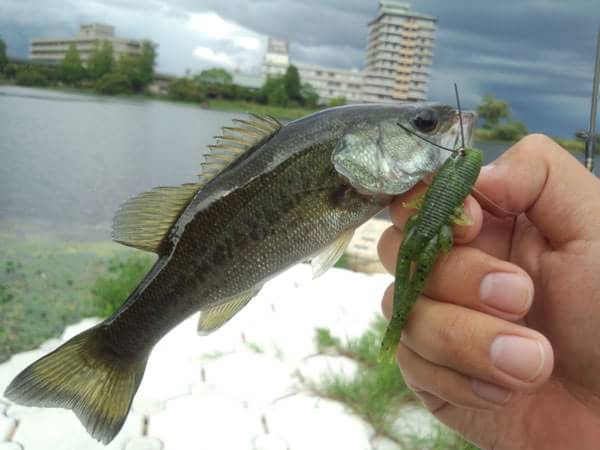 琵琶湖 雄琴港 おかっぱり 釣果