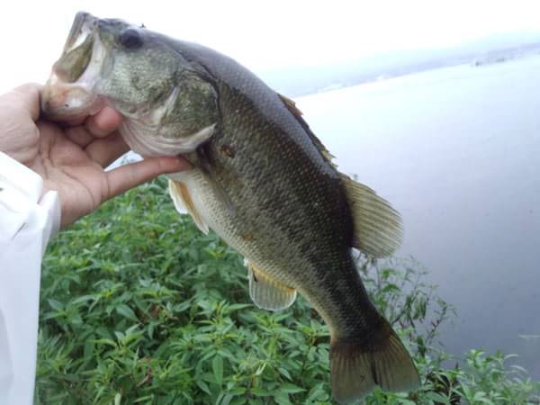 琵琶湖 おかっぱり 釣果