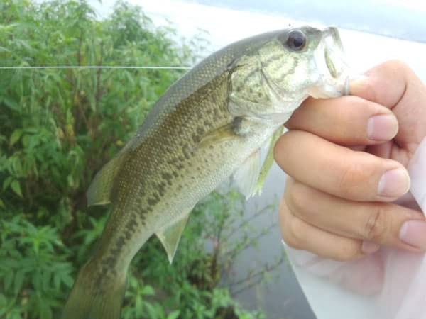 琵琶湖 おかっぱり 釣果