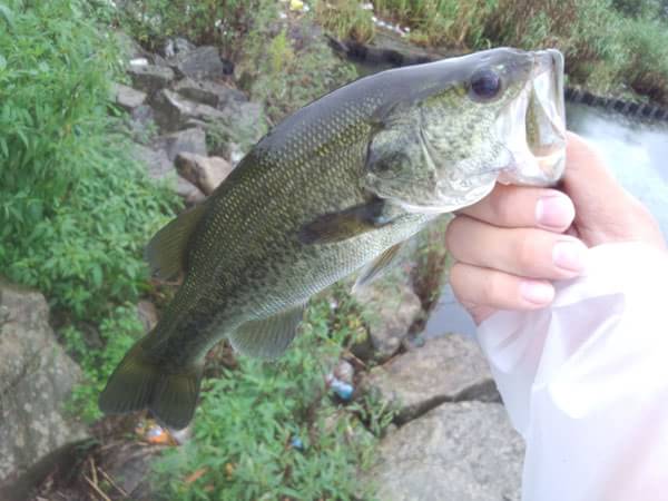 琵琶湖 おかっぱり 釣果