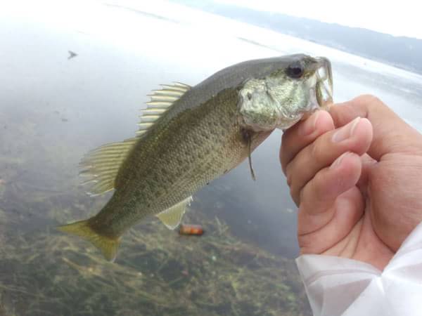 琵琶湖 おかっぱり 釣果