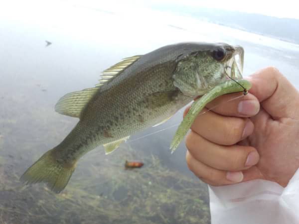 琵琶湖 おかっぱり 釣果