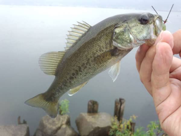 琵琶湖 おかっぱり 釣果