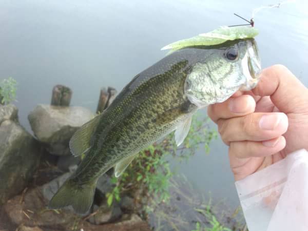 琵琶湖 おかっぱり 釣果