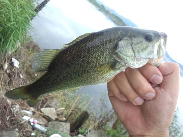 琵琶湖 おかっぱり 釣果