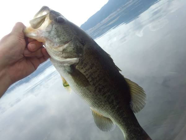 琵琶湖 おかっぱり 釣果