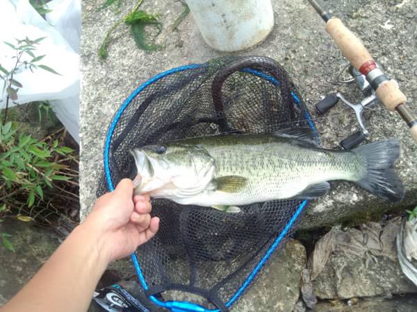 琵琶湖 おかっぱり 釣果