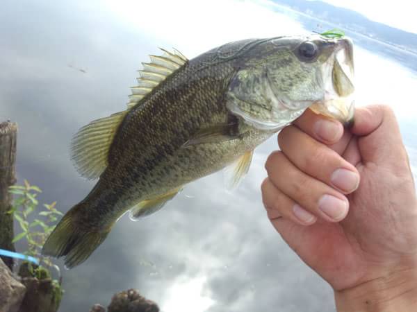 琵琶湖 おかっぱり 釣果