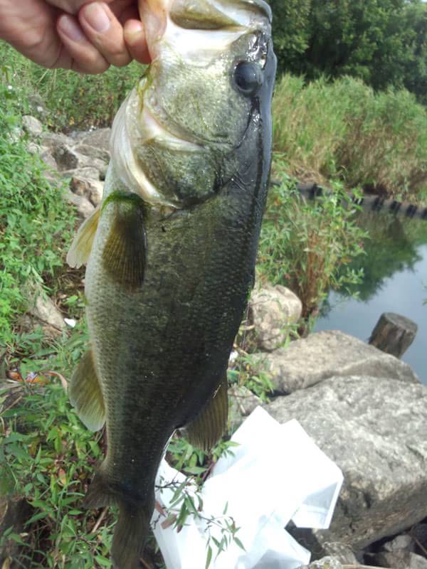 琵琶湖 おかっぱり 釣果