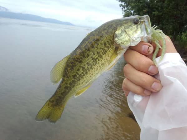 琵琶湖 おかっぱり 釣果