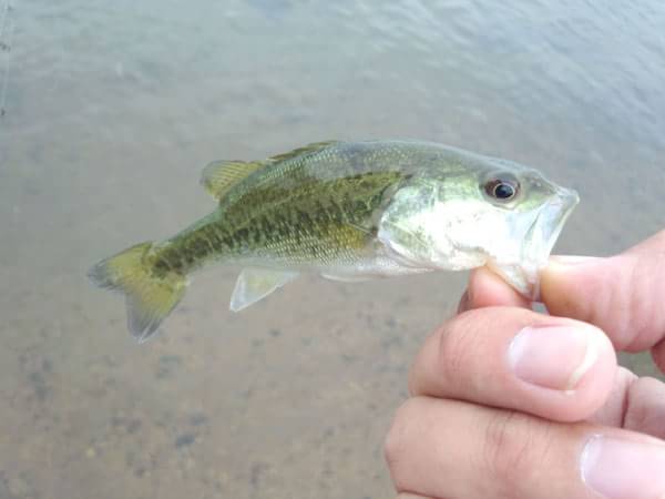 琵琶湖 おかっぱり 釣果