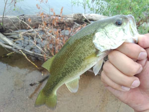 琵琶湖 おかっぱり 釣果