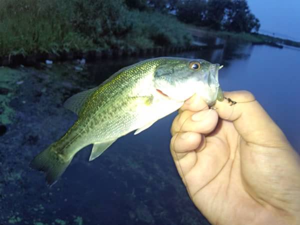 琵琶湖 志那 おかっぱり 釣果