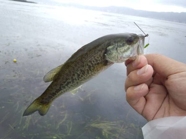 琵琶湖 おかっぱり 釣果