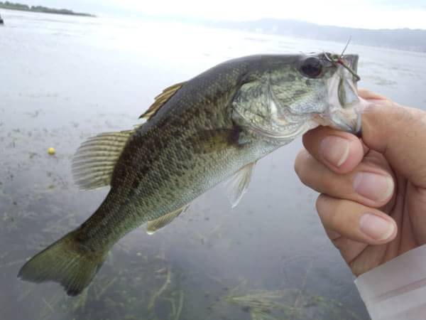 琵琶湖 おかっぱり 釣果