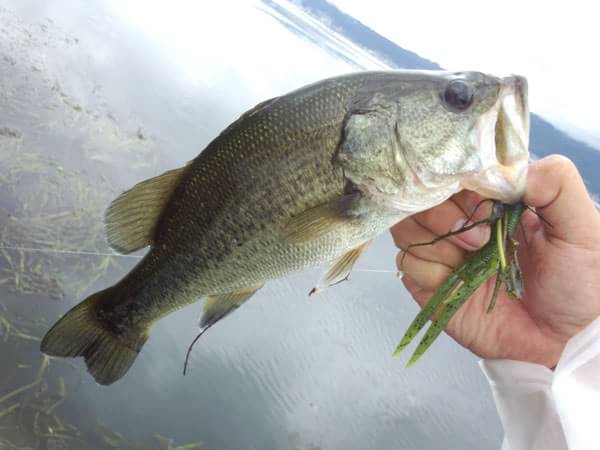 琵琶湖 おかっぱり 釣果