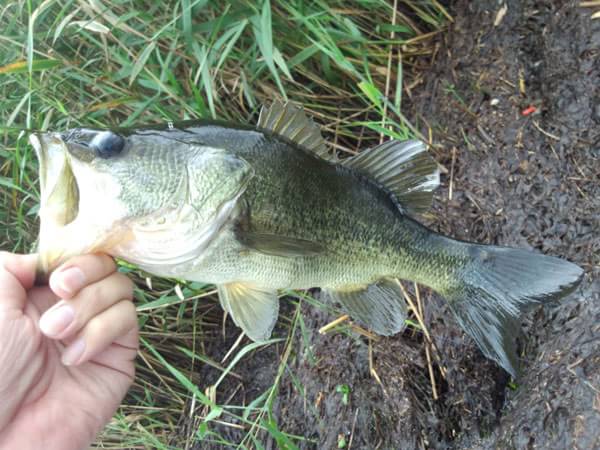 琵琶湖 おかっぱり 釣果