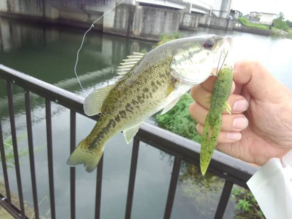 琵琶湖 おかっぱり 釣果