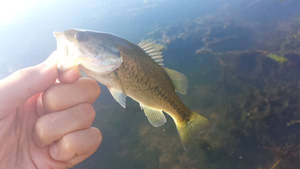 琵琶湖 おかっぱり 釣果