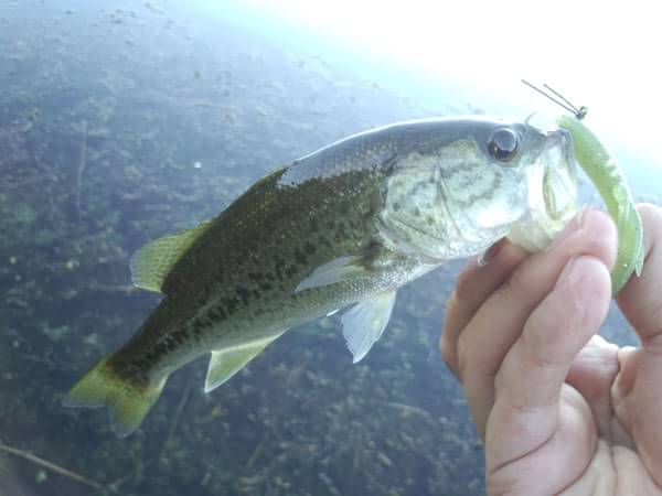 琵琶湖 おかっぱり 釣果