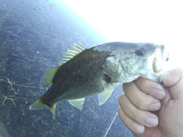 琵琶湖 おかっぱり 釣果