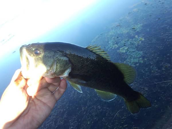 琵琶湖 おかっぱり 釣果