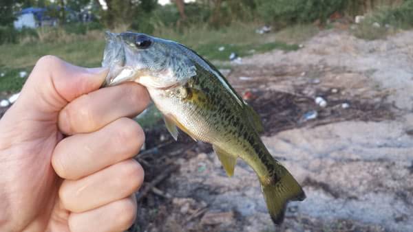 琵琶湖 おかっぱり 釣果