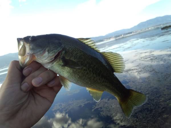 琵琶湖 おかっぱり 釣果