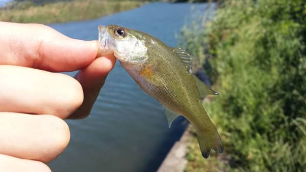 琵琶湖 おかっぱり 釣果