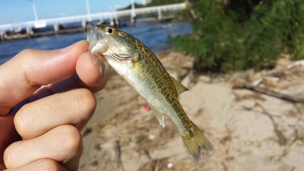 琵琶湖 おかっぱり 釣果