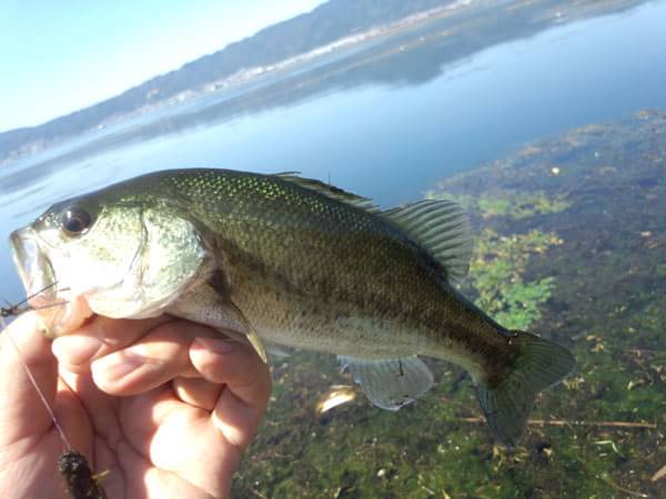 琵琶湖 おかっぱり 釣果