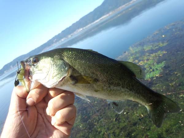 琵琶湖 おかっぱり 釣果