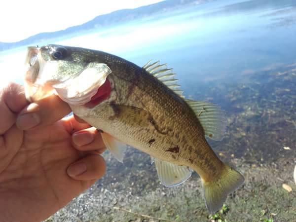 琵琶湖 おかっぱり 釣果