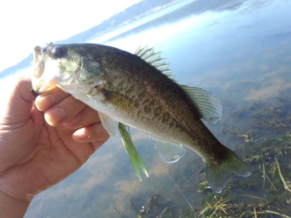 琵琶湖 おかっぱり 釣果