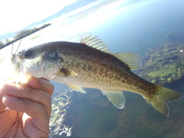 琵琶湖 おかっぱり 釣果