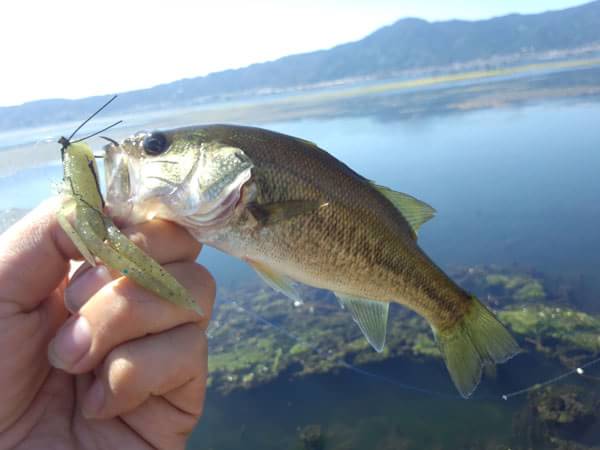 琵琶湖 おかっぱり 釣果