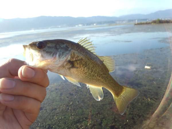 琵琶湖 おかっぱり 釣果