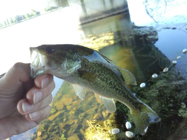 琵琶湖 おかっぱり 釣果