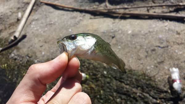 琵琶湖 おかっぱり 釣果